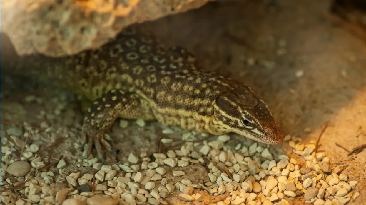 Discover a few exciting Ackie monitor facts that will thrill you.