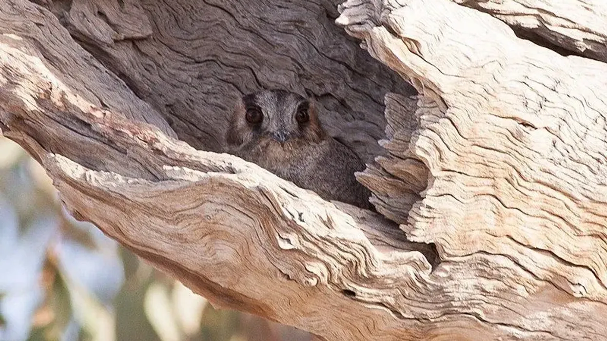 Discover a range of fun Australian owlet-nightjar facts and information to know more about these feathered friends.