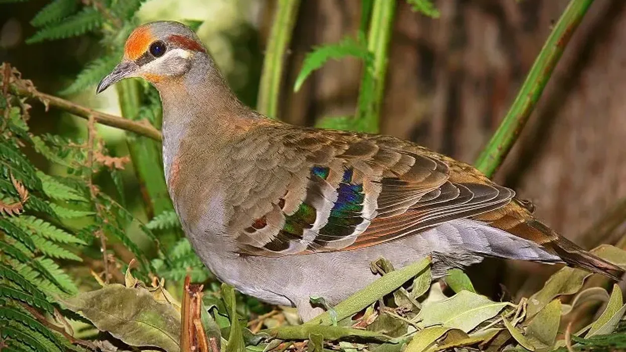 Discover about this bird by reading these bronzewing pigeon facts.