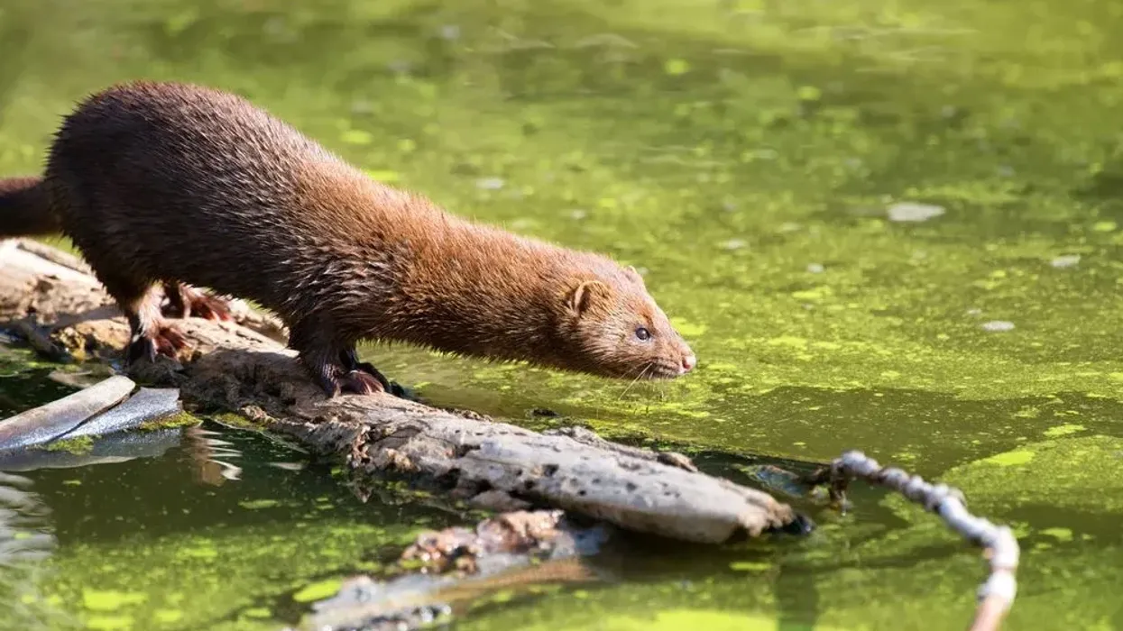 Discover amazing American mink facts about one of the most sought-after mammals.
