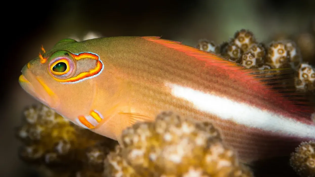 Discover amazing arc-eye hawkfish facts.