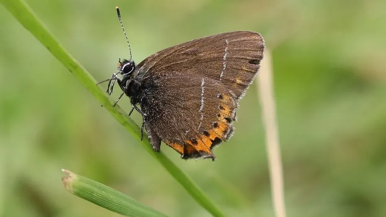 Discover amazing black hairstreak facts for kids.