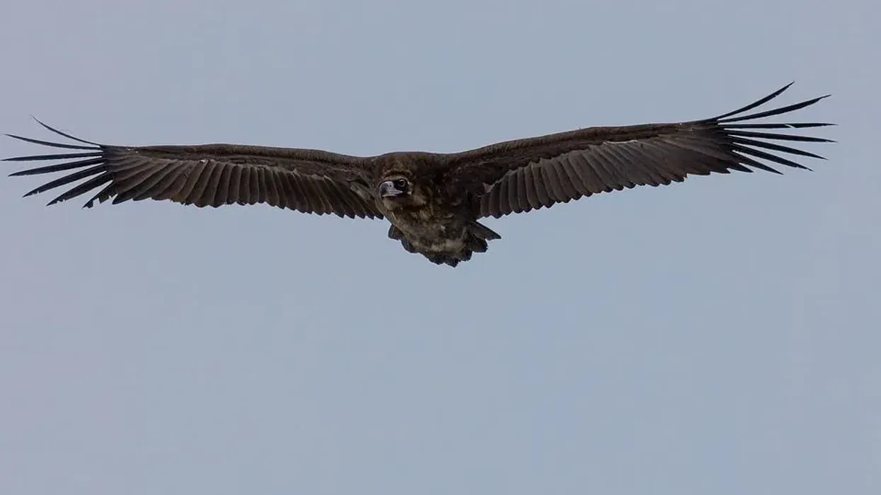 Discover amazing black vulture facts for kids.