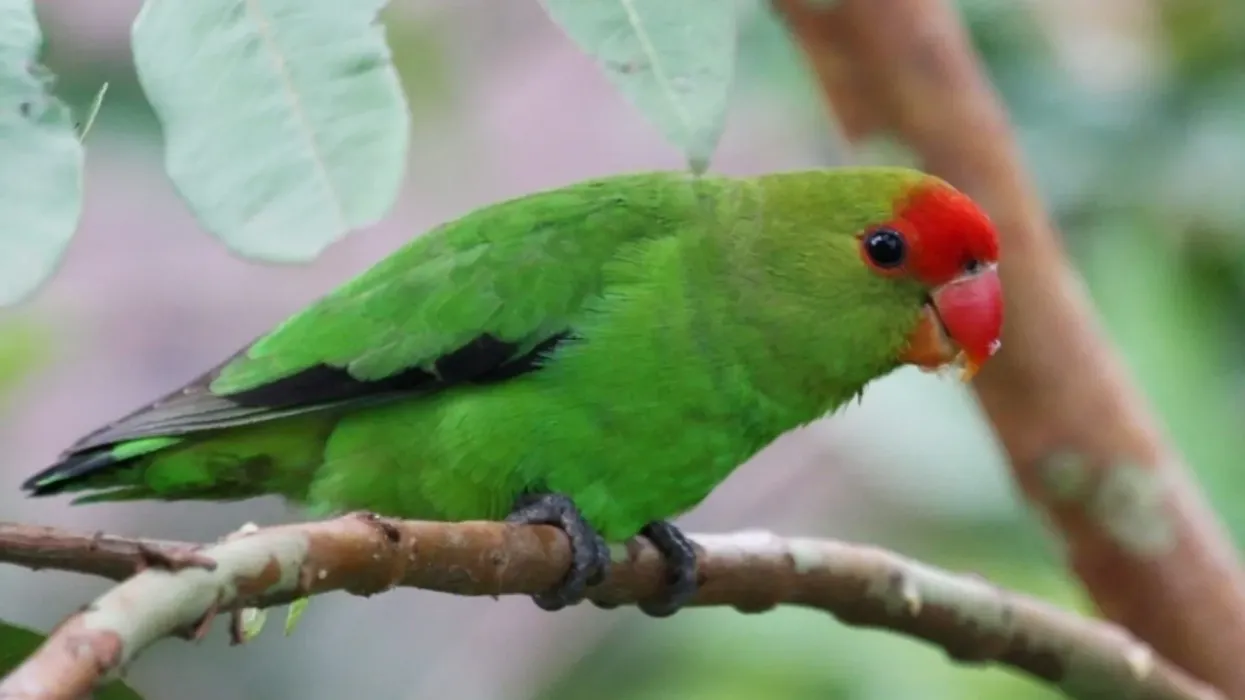 Discover amazing black-winged lovebird facts.