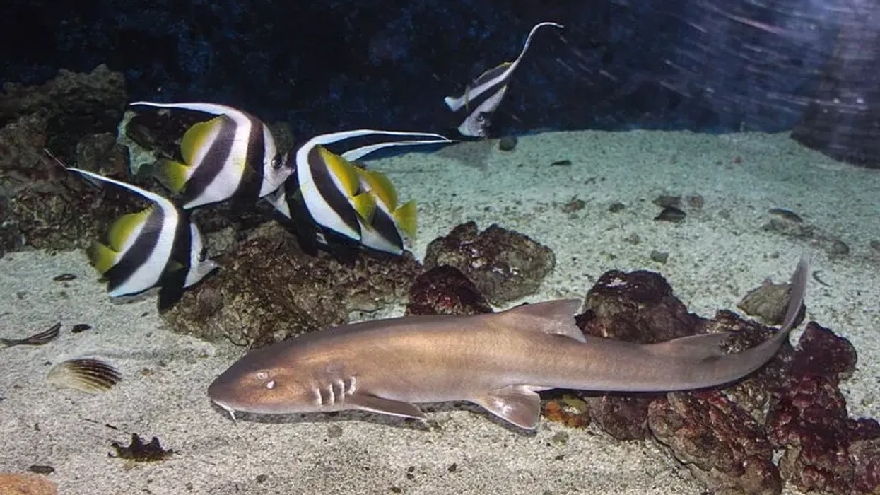 Discover amazing Burmese bamboo shark facts about its development, eggs, distribution, population status, genus, and marine environment.