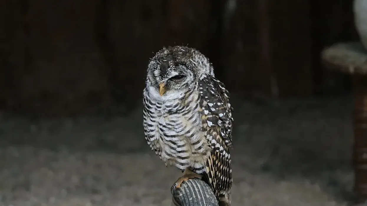 Discover amazing Chaco owl facts.