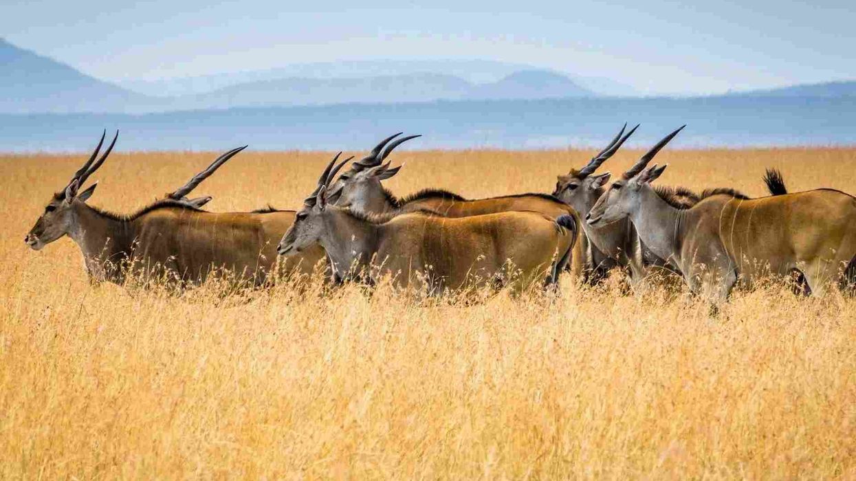 Discover amazing common Eland facts about this African animal's habitat, conservation status, and diet.