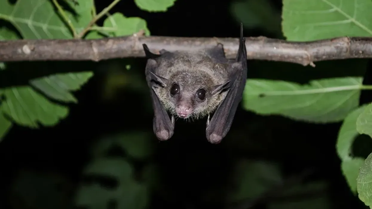 Discover amazing dawn bat facts.