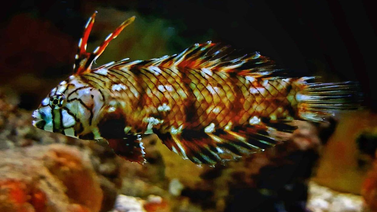 Discover amazing facts about the Rockmover Wrasse fish.