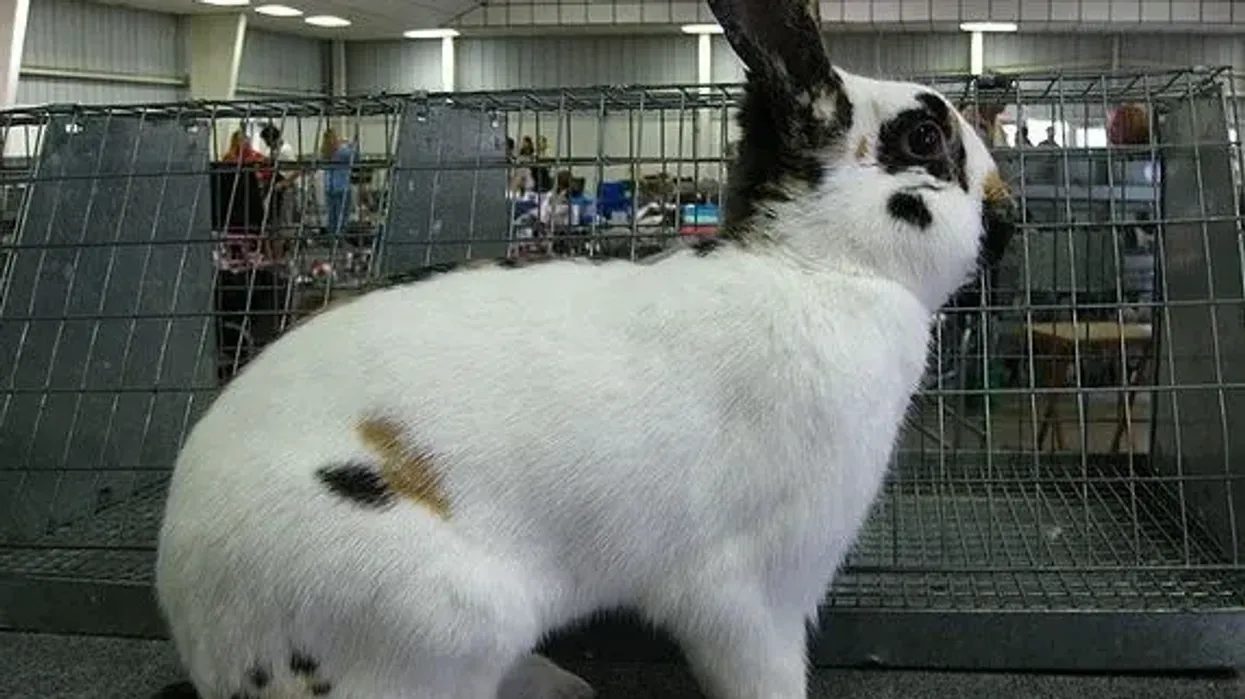 Discover amazing Rhinelander rabbit facts about the rare rabbit breed.
