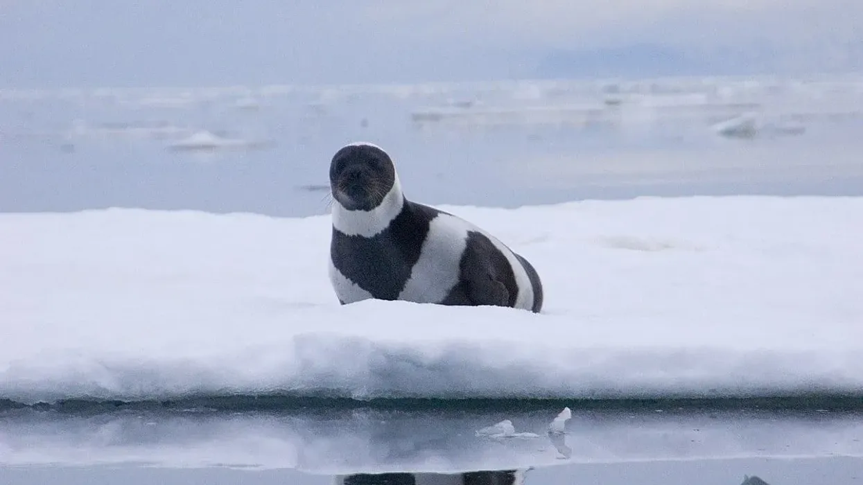 Discover amazing ribbon seal facts and related information.
