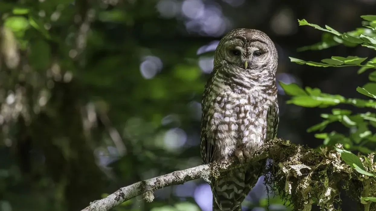 Discover amazing spotted owl facts to acquire knowledge about this bird.