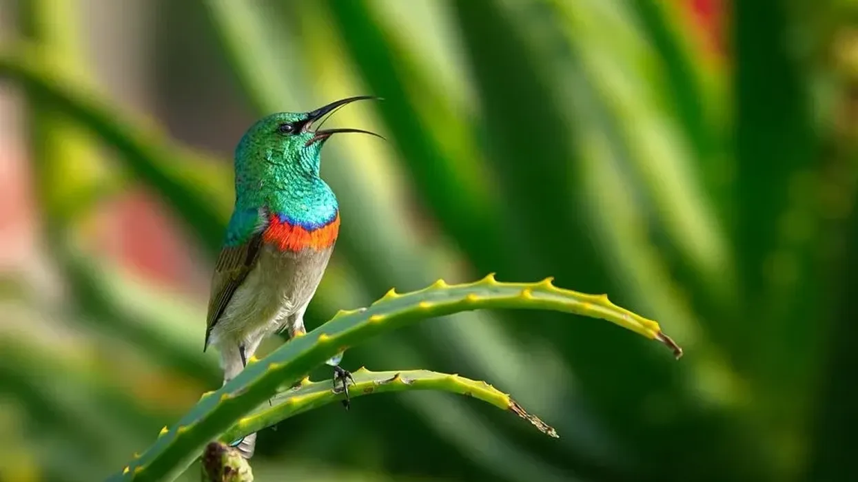 Discover amazing sunbird facts about their diet and how to attract them.