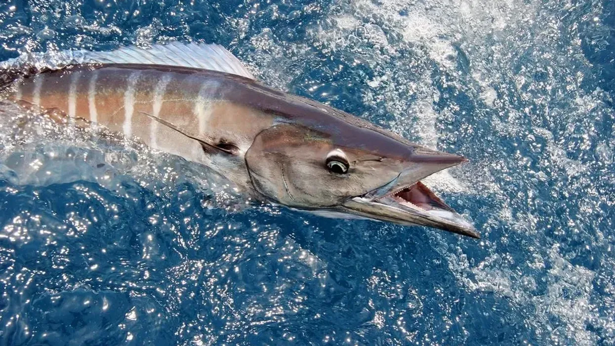 Discover amazing wahoo facts about this fast fish.
