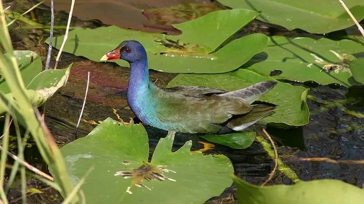 Discover American purple gallinule facts about these birds of the world.
