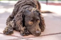 Discover American Water Spaniel facts about the active and energetic pet that loves to play and swim