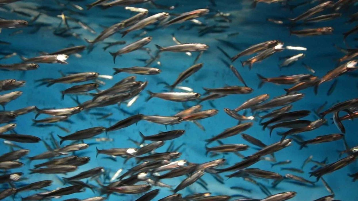 Discover anchovies facts about these silvery fish