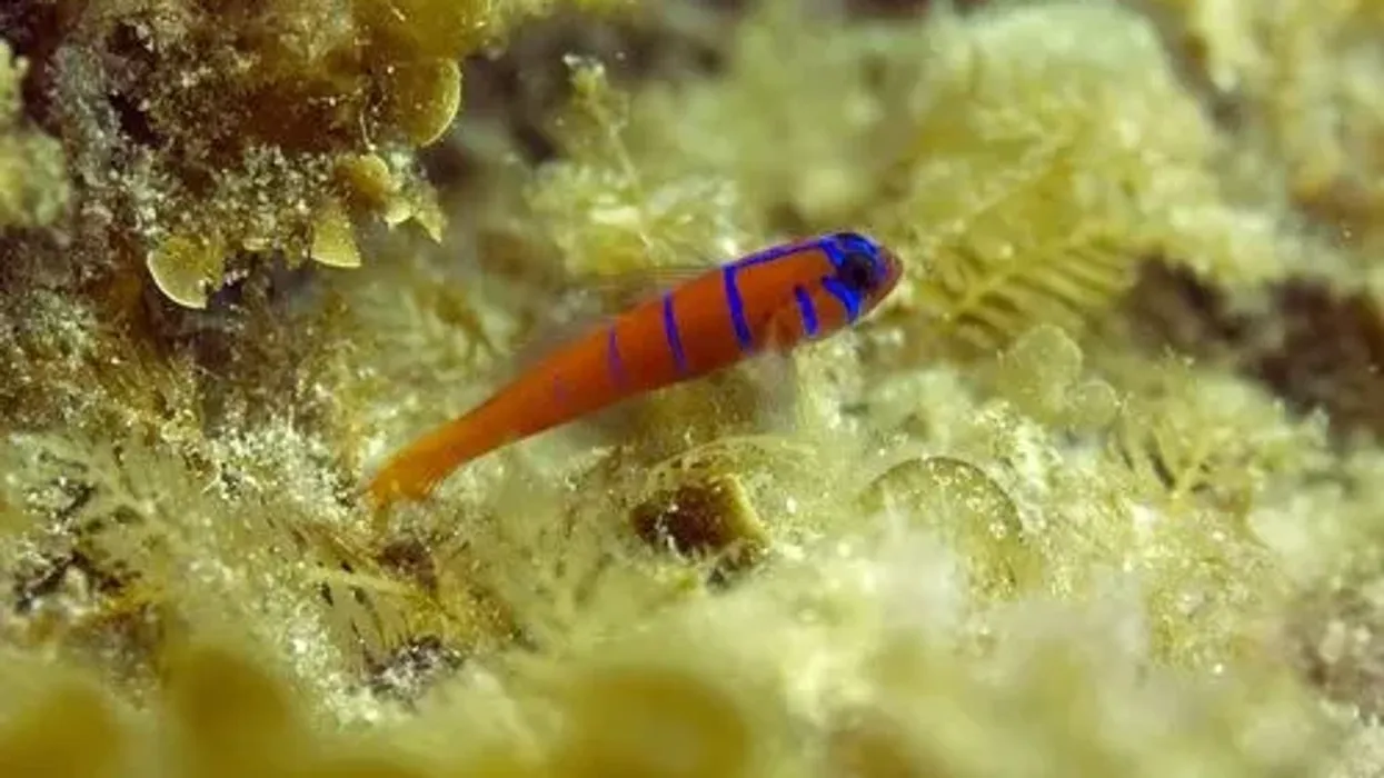 Discover blue-banded goby facts.