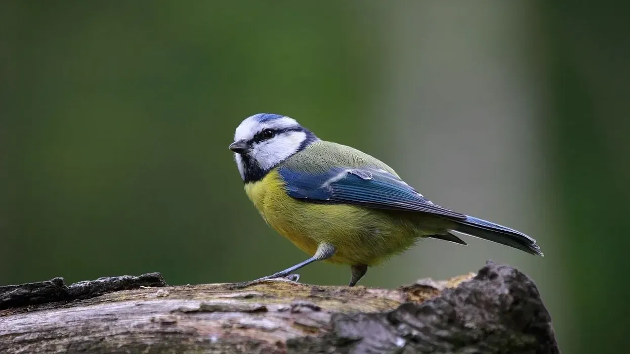 Discover blue tit facts about a common European garden bird.