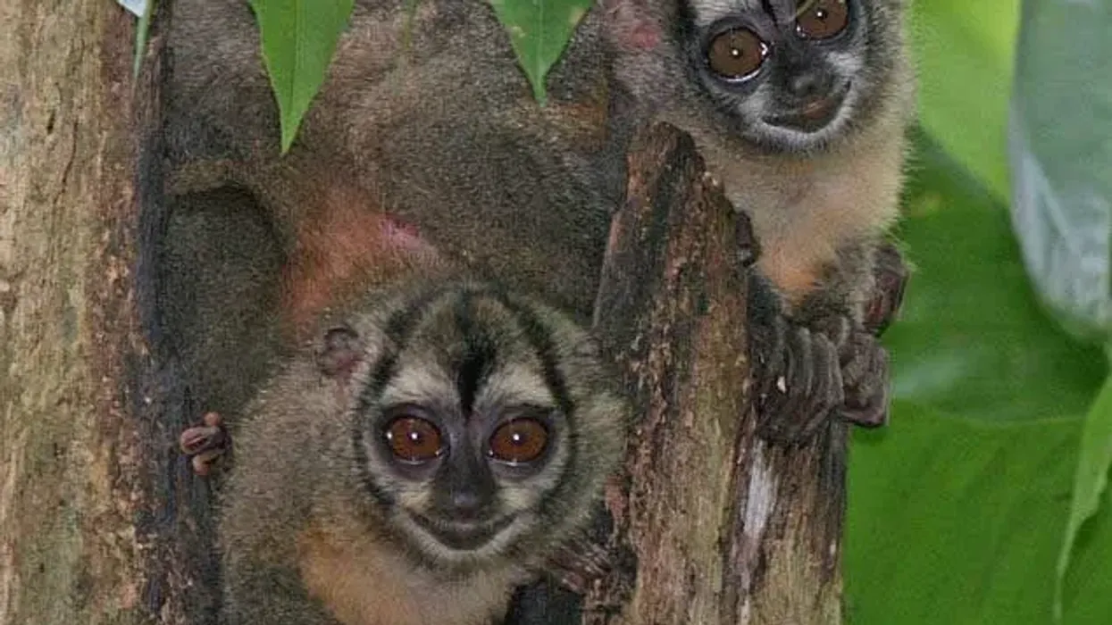 Discover Brumback's night monkey facts including taxonomy, class, and genus of these primates