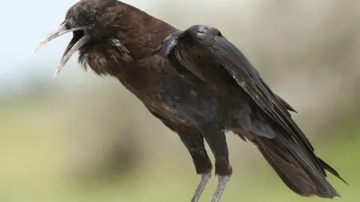 Discover Cape crow facts including distribution, food habits, appearance, and habitat