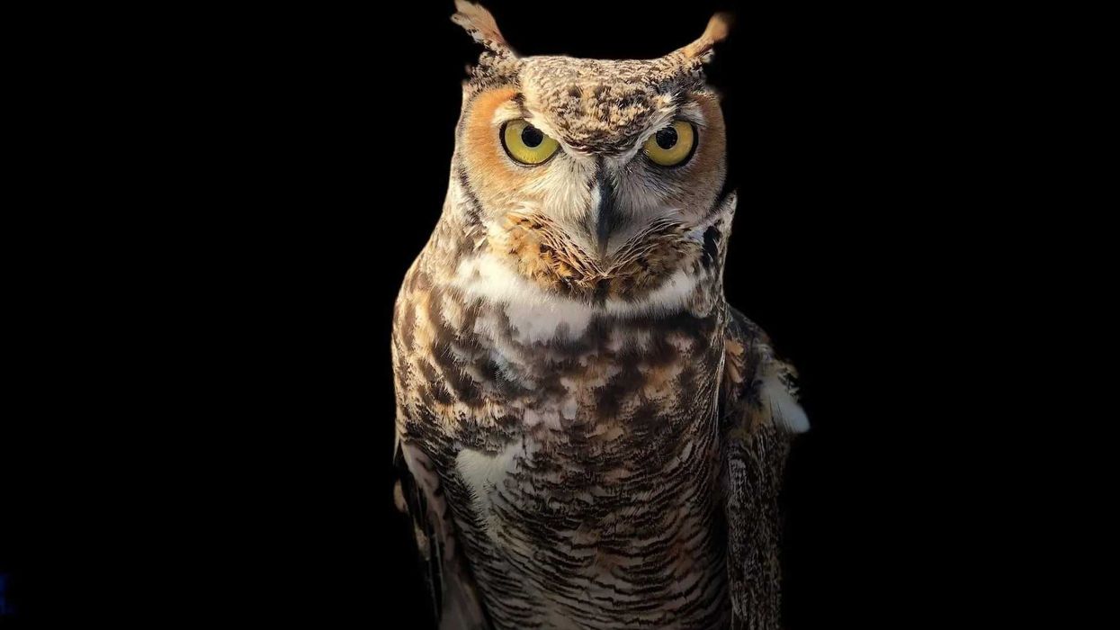 Discover captivating Bengal eagle owl facts about its habitat, breeding, and more.