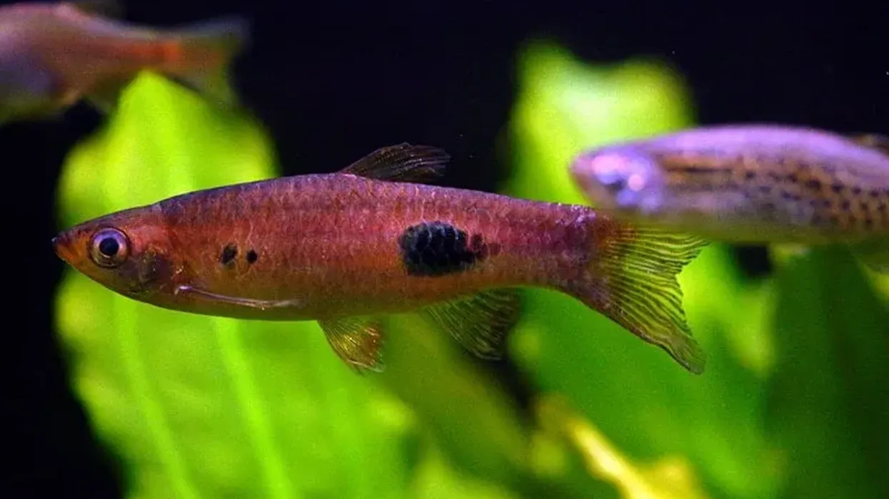 Discover captivating clown rasbora facts about its scintillating appearance, habitat, diet, and more.