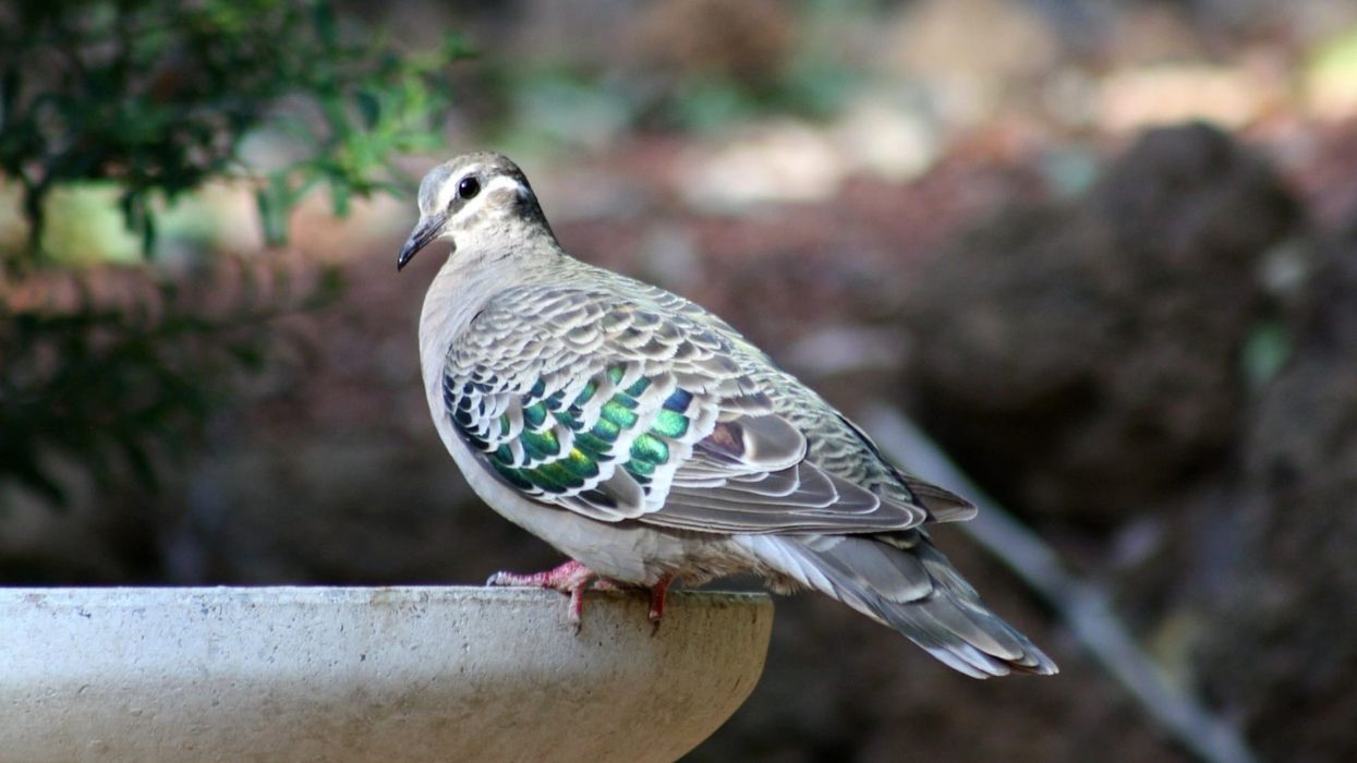 Discover captivating common bronzewing facts about its appearance, habitat, breeding, and feeding.