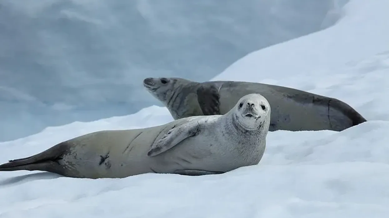 Discover captivating earless seal facts about their appearance, habitat, diet, and much more