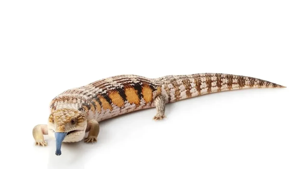Discover captivating eastern blue tongued lizard facts about its habitat, appearance, diet, and much more!