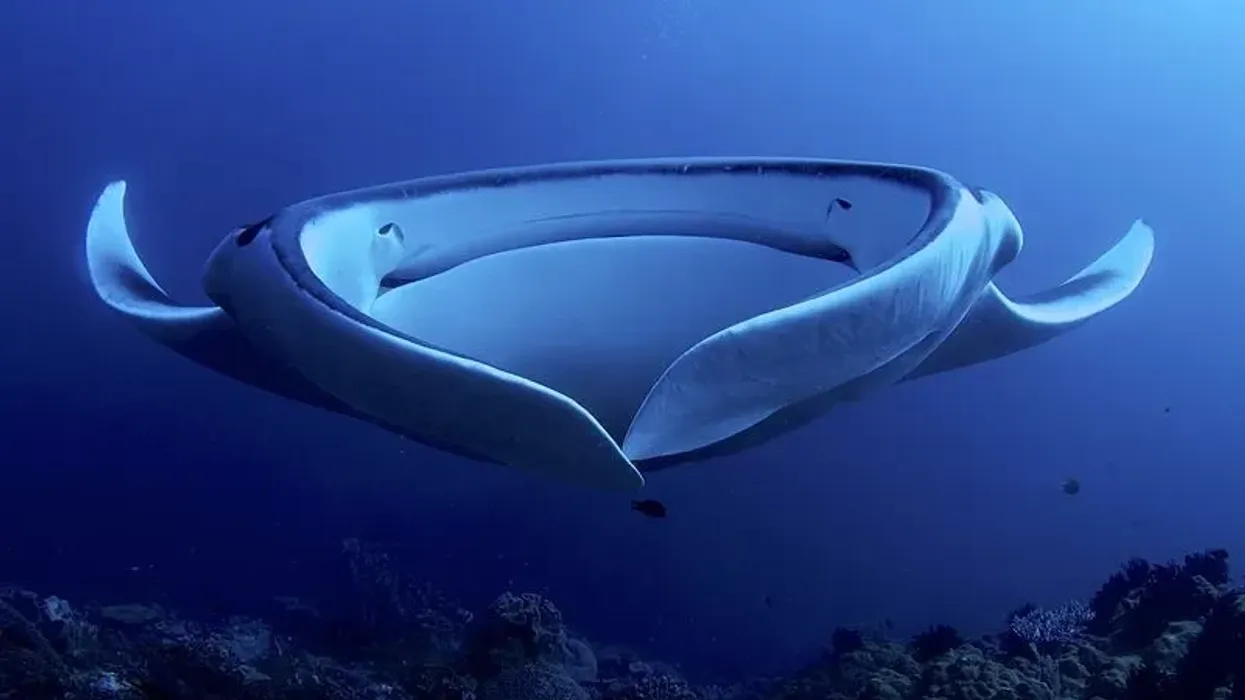 Discover captivating giant manta ray facts about its habitat, feeding, natural predators, and more!