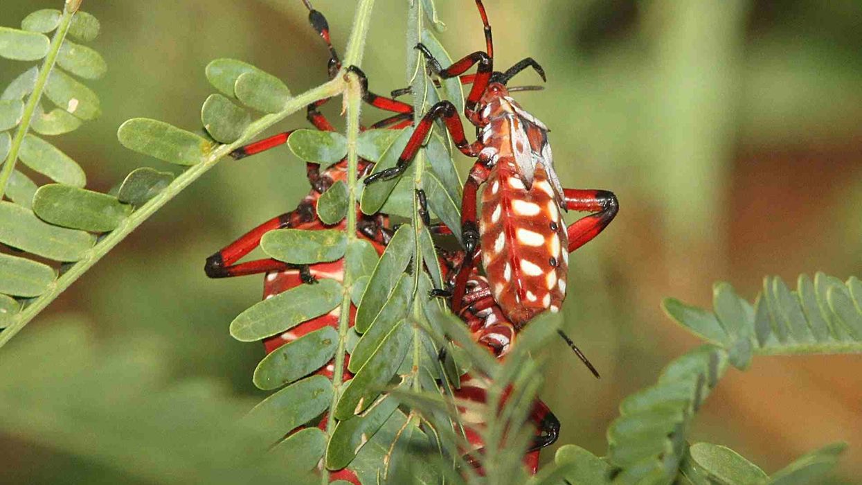 Discover captivating giant mesquite bug facts about its appearance, feeding, nymphs, and more!