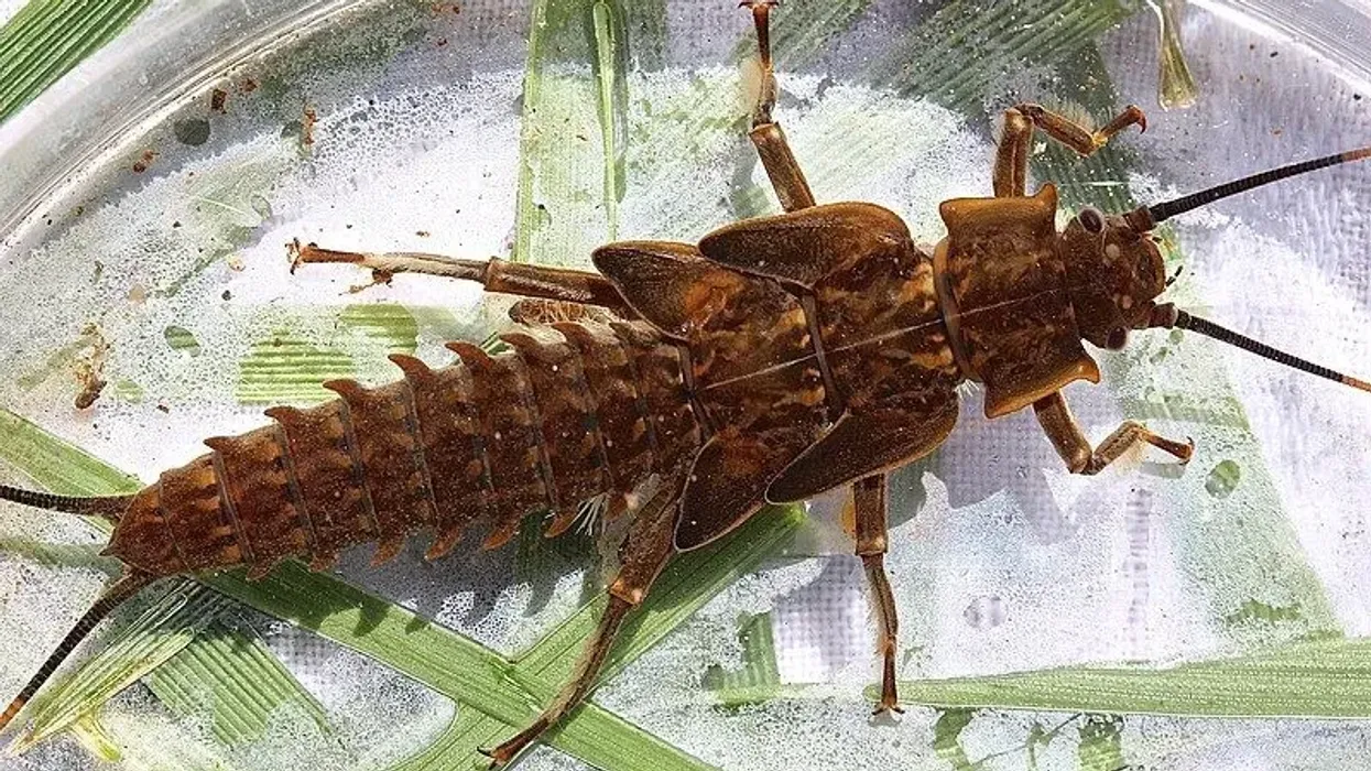 Discover captivating giant stonefly facts about its food, breeding, and more!