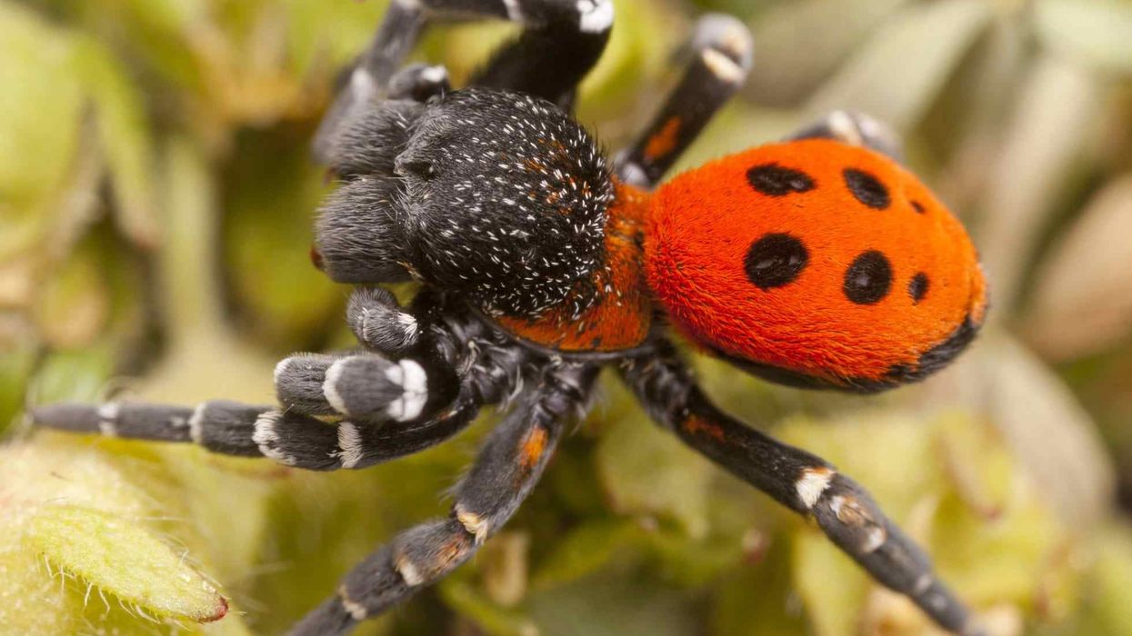 Discover captivating ladybird spider facts about its appearance, web, populations, and more!