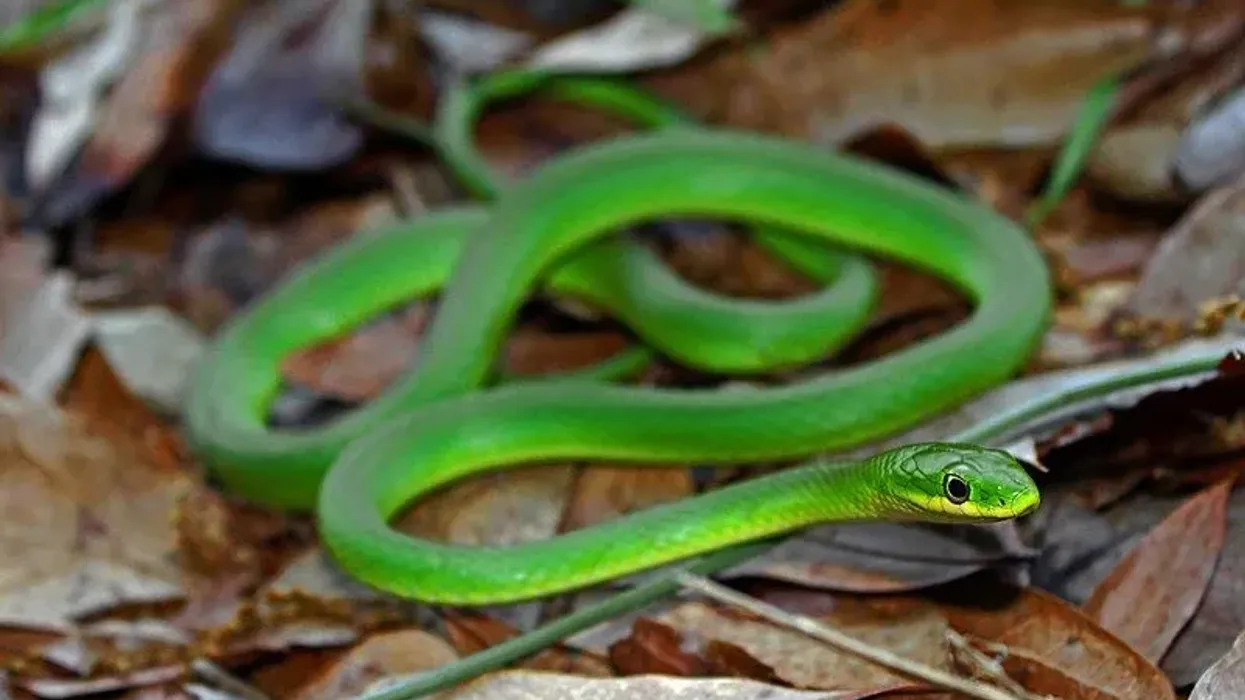 Discover captivating Rough green snake facts about its habitat, behavior, feeding, and more!