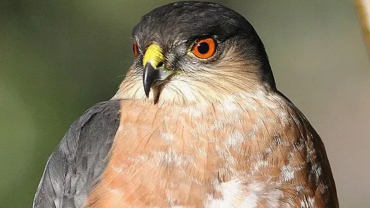Discover captivating sharp-shinned hawk facts about its majestic appearance, habitat, and more!