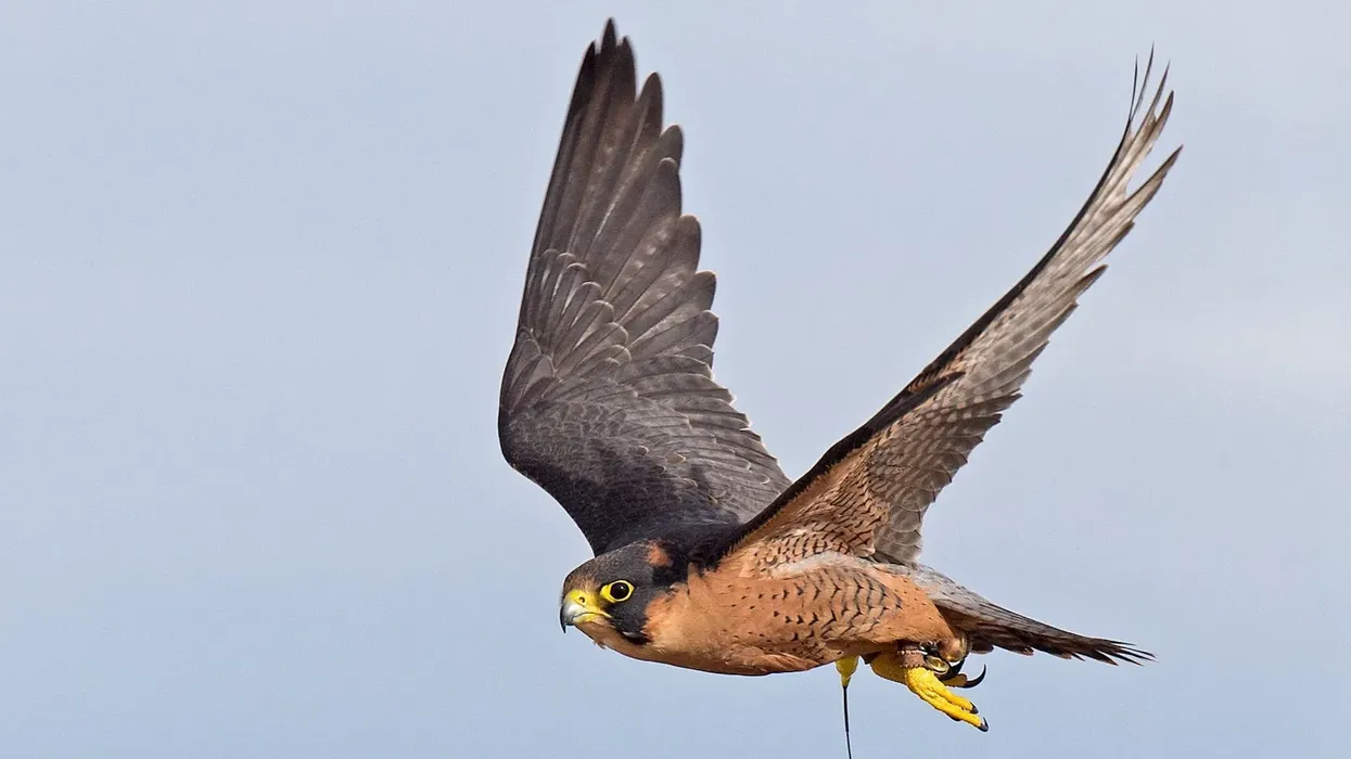Discover captivating Taita falcon facts about its range, breeding, distribution, flight, and more!