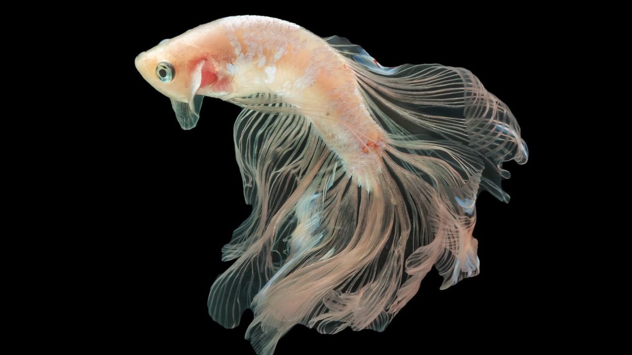 Discover cellophane betta facts such as its striking coloration, pattern, breeding, and more.