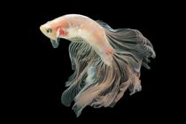Discover cellophane betta facts such as its striking coloration, pattern, breeding, and more.