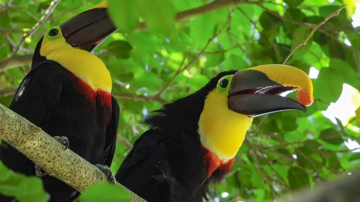 Discover chestnut mandibled toucans facts about their habitat, call, appearance, and more!