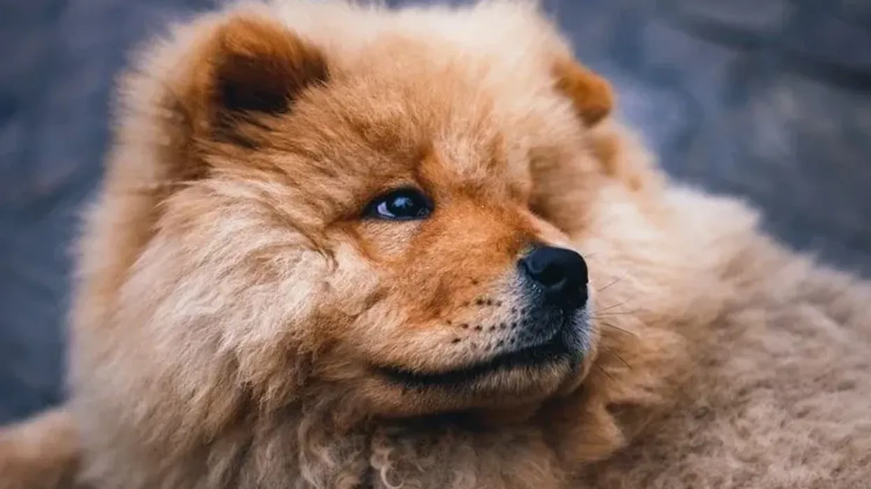 Discover Chow Chow facts to know them better