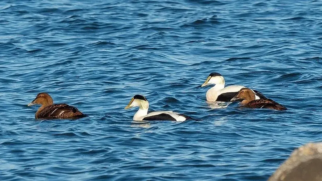 Discover common eider facts about this amazing sea duck on the rocky marine coastline.