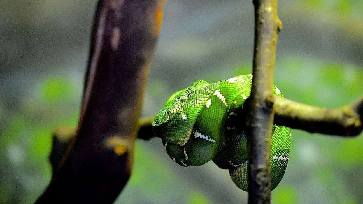 Discover emerald tree boa facts about the majestic non-venomous snake species.