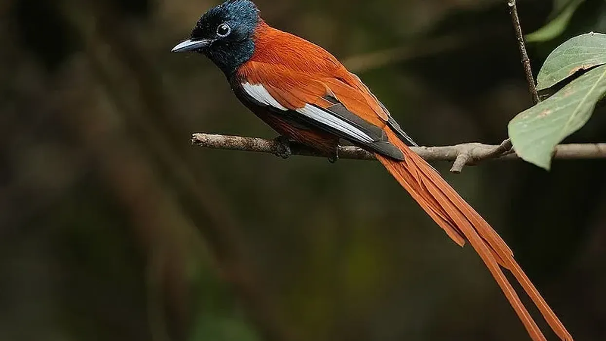 Discover emperor bird-of-paradise facts about their description and distribution.
