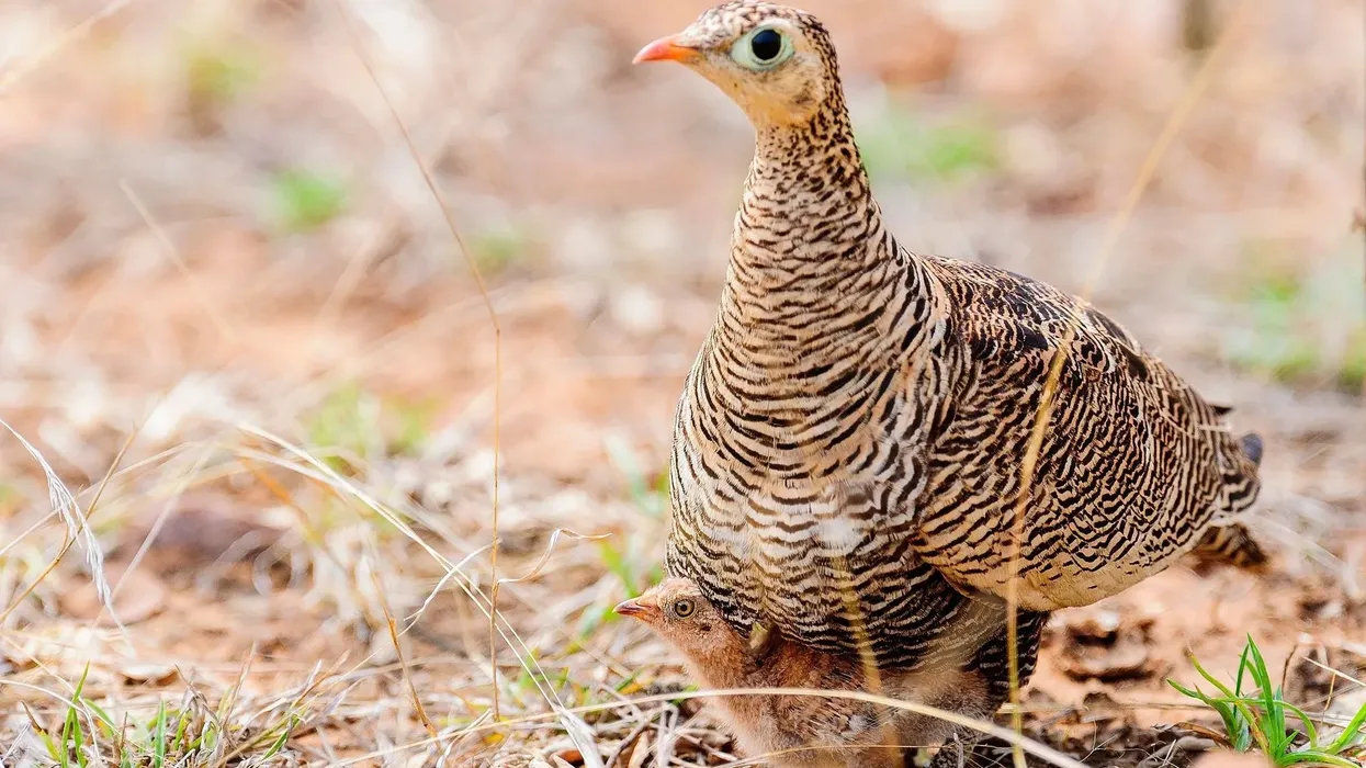 Discover everything about this bird species with our painted sandgrouse facts