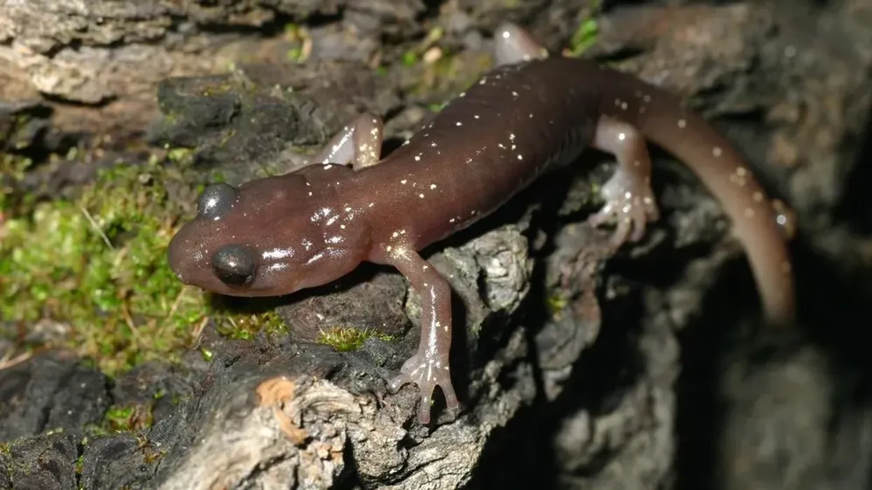 Discover exciting Arboreal salamander facts like its habitat, diet, and appearance.