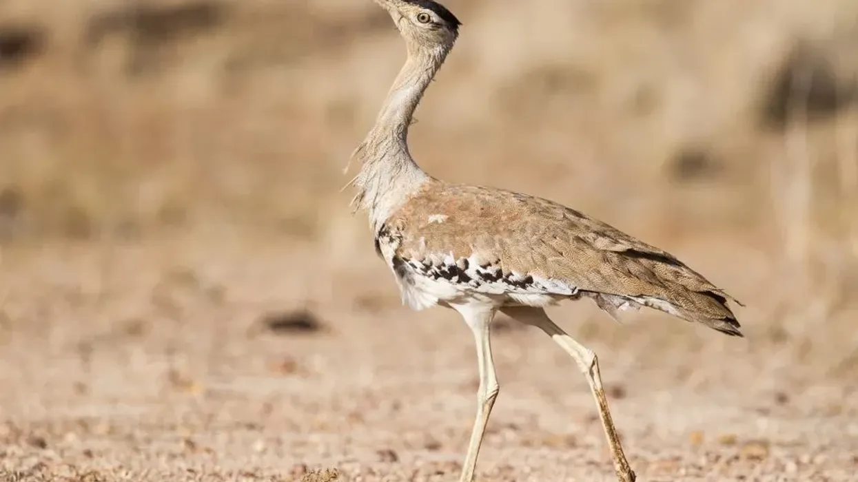 Discover exciting Australian bustard facts about its size, habitat, and physical characteristics.