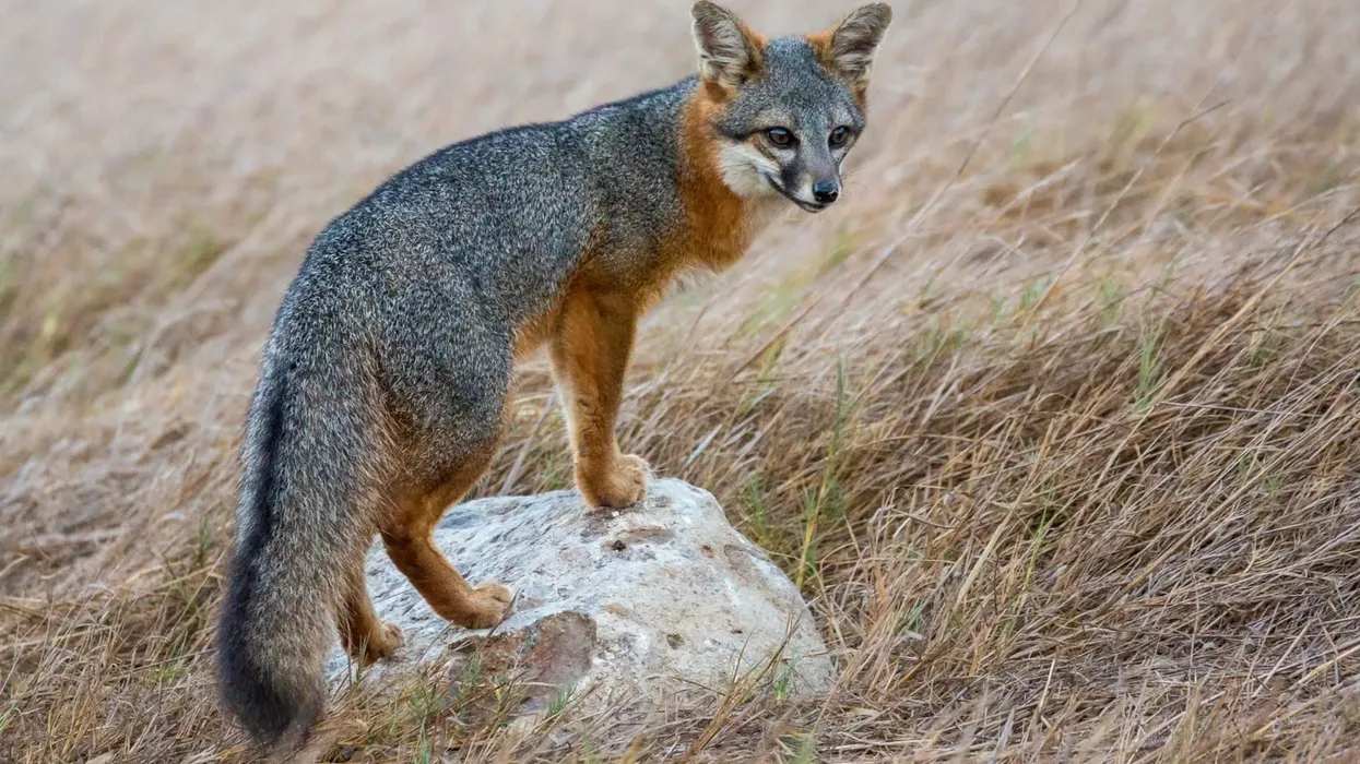 Discover exciting channel island fox facts about its appearance, reproduction, population, and more!