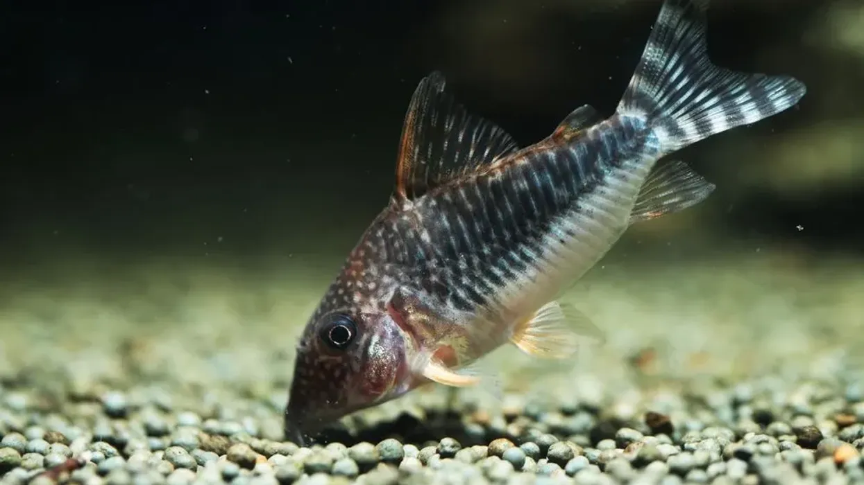 Discover exciting Corydoras gossei facts about its breeding, spawning, diet, and much more!
