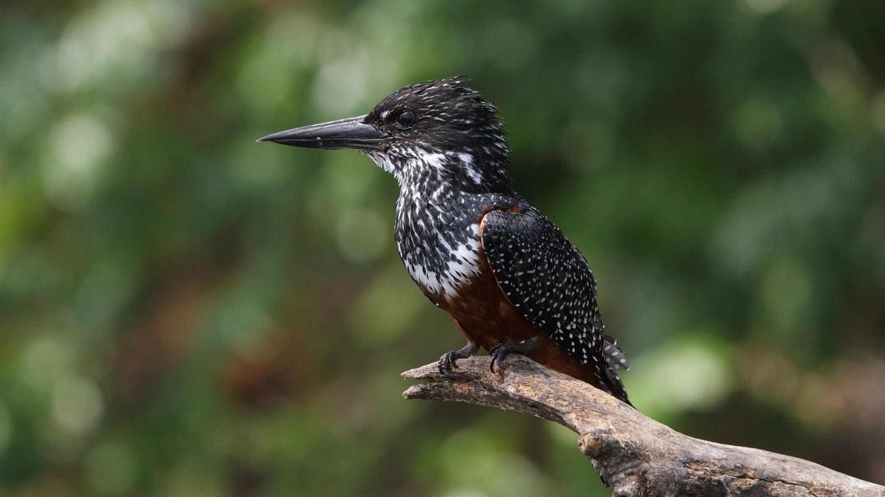 Discover exciting giant kingfisher facts about its bold appearance, habitat, breeding, and much more!